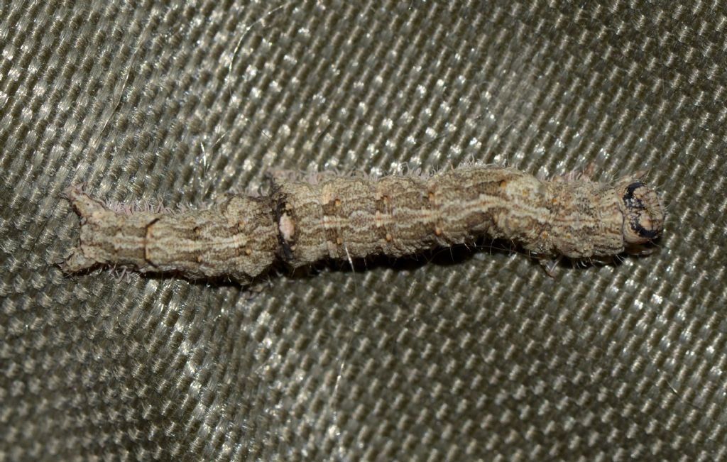 Larva di Catocala? S, Catocala elocata, Erebidae